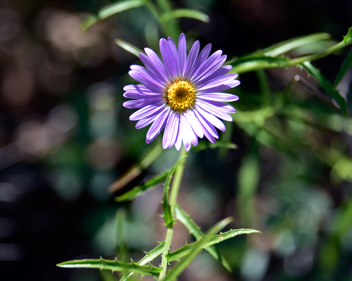 Hoary Tansyaster has showy flowers, generally purple or bluish-purple with yellow centers and rarely white. Dieteria canescens